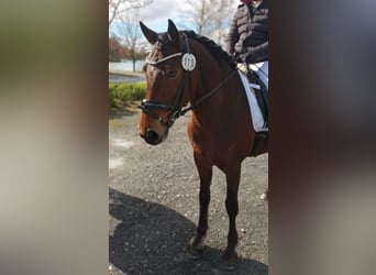 Connemara, Mare, 11 years, 15,1 hh, Brown