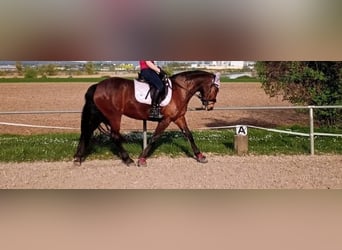 Connemara, Mare, 11 years, 15,1 hh, Brown