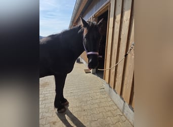 Connemara Mix, Mare, 11 years, 15 hh, Black