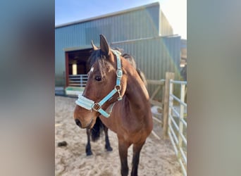 Connemara, Mare, 12 years, 13.2 hh, Brown