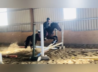 Connemara, Mare, 12 years, 13.2 hh, Brown
