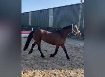 Connemara, Mare, 12 years, 13.2 hh, Brown