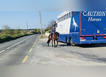 Connemara, Mare, 12 years, 13.2 hh, Brown