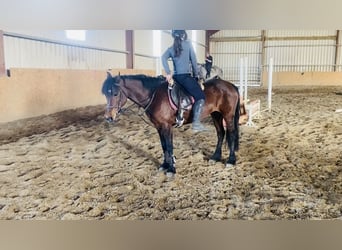 Connemara, Mare, 12 years, 13.2 hh, Brown
