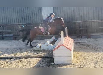Connemara, Mare, 12 years, 13.2 hh, Brown