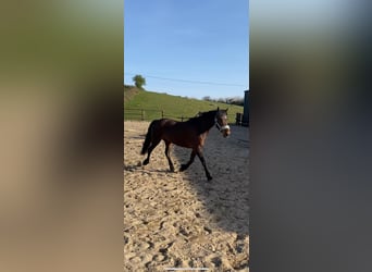Connemara, Mare, 12 years, 13.2 hh, Brown