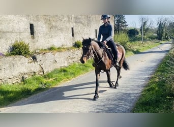Connemara, Mare, 12 years, 13.2 hh, Brown