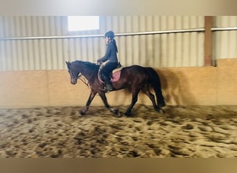 Connemara, Mare, 12 years, 13.2 hh, Brown