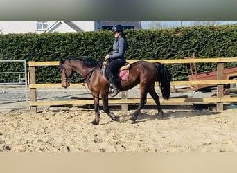 Connemara, Mare, 12 years, 13.2 hh, Brown