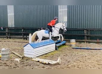 Connemara, Mare, 12 years, 14,1 hh, Gray