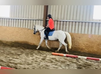 Connemara, Mare, 12 years, 14,1 hh, Gray