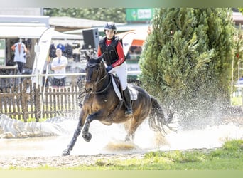 Connemara, Mare, 12 years, 14,2 hh, Bay-Dark