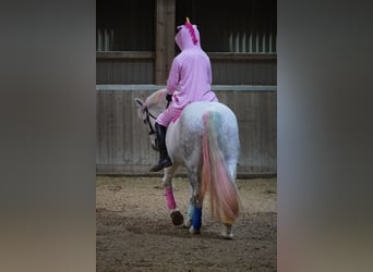 Connemara, Mare, 12 years, 14.2 hh, Gray-Fleabitten