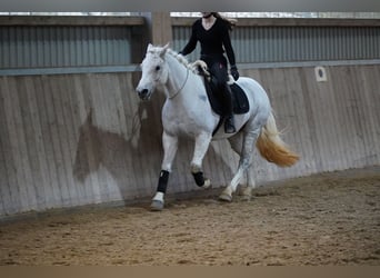 Connemara, Mare, 12 years, 14.2 hh, Gray-Fleabitten