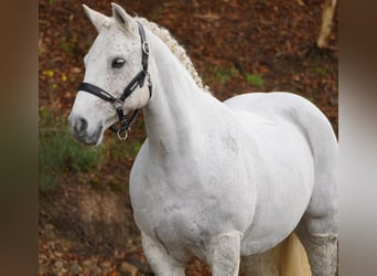 Connemara, Mare, 12 years, 14.2 hh, Gray-Fleabitten