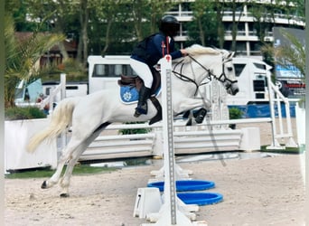 Connemara, Mare, 12 years, 14,2 hh, Gray