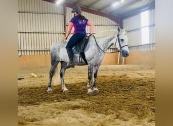 Connemara, Mare, 12 years, 14,2 hh, Gray