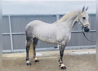 Connemara, Mare, 12 years, 14,2 hh, Gray