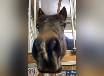 Connemara, Mare, 12 years, 14,1 hh, Dun