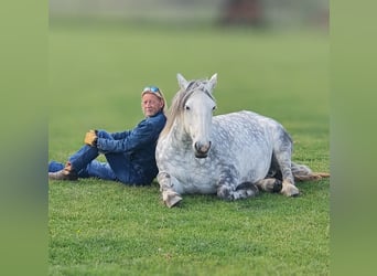 Connemara Mix, Mare, 12 years, 14,3 hh, Grey-Dapple