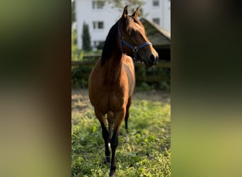 Connemara Mix, Mare, 12 years, 15.1 hh, Brown