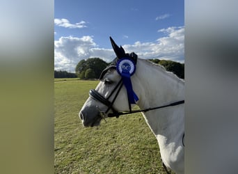 Connemara Mix, Mare, 13 years, 12,3 hh, Grey