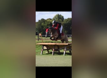 Connemara, Mare, 13 years, 14.1 hh, Dun