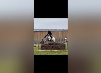 Connemara, Mare, 13 years, 14.1 hh, Dun