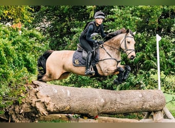 Connemara, Mare, 13 years, 14.1 hh, Dun