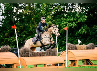 Connemara, Mare, 13 years, 14.1 hh, Dun