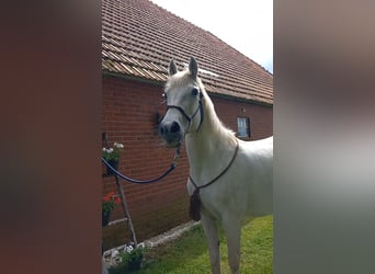 Connemara Mix, Mare, 13 years, 14,1 hh, Gray