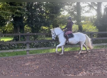 Connemara, Mare, 13 years, 14.2 hh, Gray