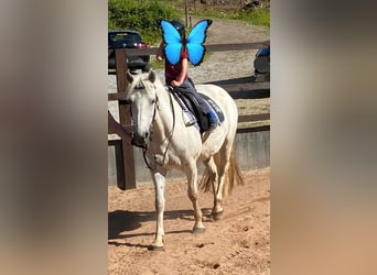 Connemara, Mare, 13 years, 14.2 hh, Gray