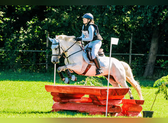 Connemara, Mare, 13 years, 14 hh, Gray