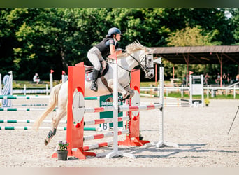 Connemara, Mare, 13 years, 14 hh, Gray