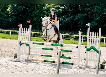 Connemara, Mare, 13 years, 14 hh, Gray