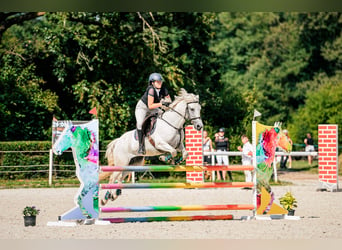 Connemara, Mare, 13 years, 14 hh, Gray