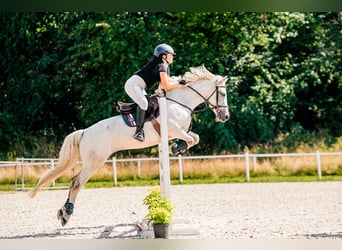 Connemara, Mare, 13 years, 14 hh, Gray