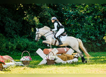 Connemara, Mare, 13 years, 14 hh, Gray