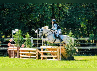 Connemara, Mare, 13 years, 14 hh, Gray