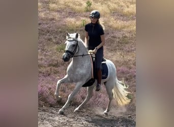 Connemara, Mare, 13 years, 14,1 hh, Grey-Fleabitten