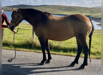 Connemara, Mare, 13 years, 14,2 hh, Dun