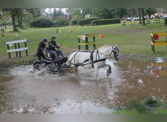 Connemara Mix, Mare, 13 years, 15 hh, Grey-Fleabitten