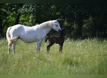 Connemara, Mare, 14 years, 13.1 hh, Grey