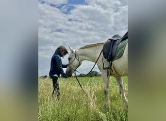 Connemara Mix, Mare, 14 years, 13.1 hh, Grey