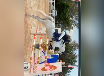 Connemara, Mare, 14 years, 13,3 hh, Grey