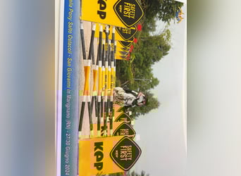 Connemara, Mare, 14 years, 13,3 hh, Grey