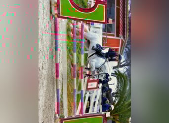 Connemara, Mare, 14 years, 13,3 hh, Grey