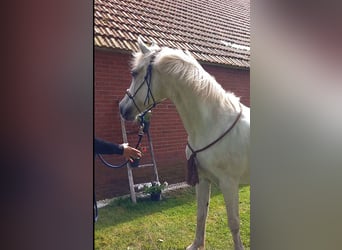 Connemara Mix, Mare, 14 years, 14,1 hh, Gray