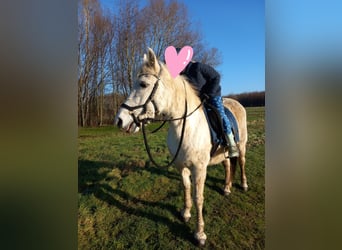 Connemara Mix, Mare, 14 years, 14,1 hh, Gray